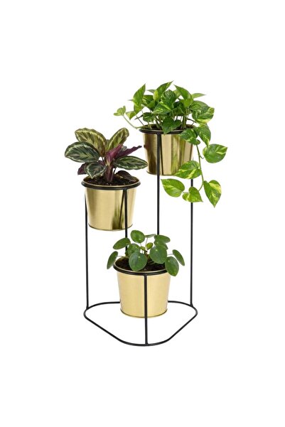 Gift Design Suport pentru flori, metal, auriu, 3 ghivece, 24x22x47 cm