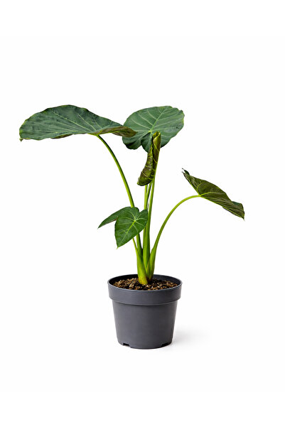 ERNAZ Alocasia Wentii (Fil Kulağı) | 60–70 cm Boy | Canlı İç Mekan Bitkisi