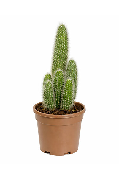 Ernaz Bitki Dünyası Cleistocactus Strausii (Gümüş Mum Kaktüs) Dekoratif Dayan...