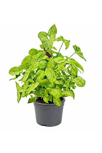 ERNAZ Melek Kanadı Bitkisi (Syngonium podophyllum) │ Yosun Sopalı 50–60 cm Bo...