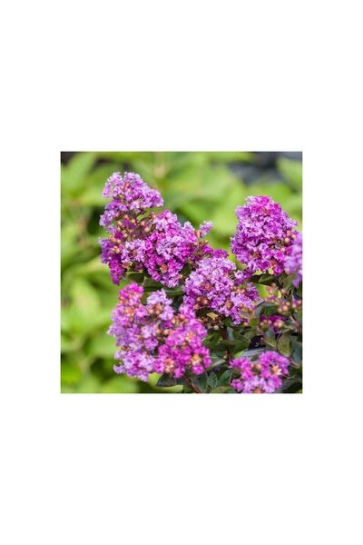 Genel Markalar Mor Çiçekli Oya Ağacı Fidanı 30-60 Cm