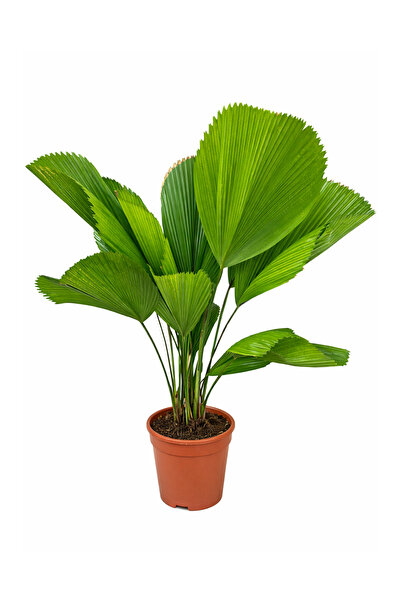 ERNAZ Licuala Grandis Yelpaze Palmiyesi | 30 cm Saksı 120-140 cm | Tropikal C...