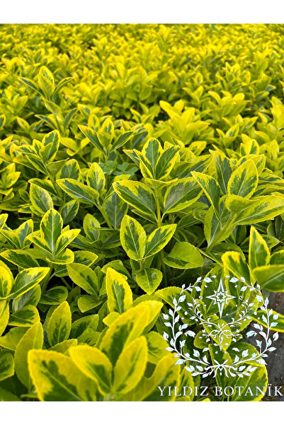 YILDIZ BOTANİK Altuni Gold Taflan Çit Bitkisi Sarı Taflan Fidanı 25-30 Cm 1 Saksıda 3 Kök Üretim