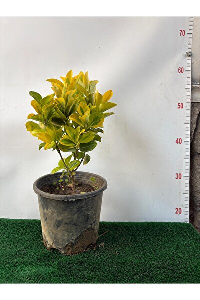 AFYONDOĞAPEYZAJ 2 CLT GOLD (ALTUNI )TAFLAN ÇİT BİTKİSİ TÜPLÜ ( 20-25 cm)