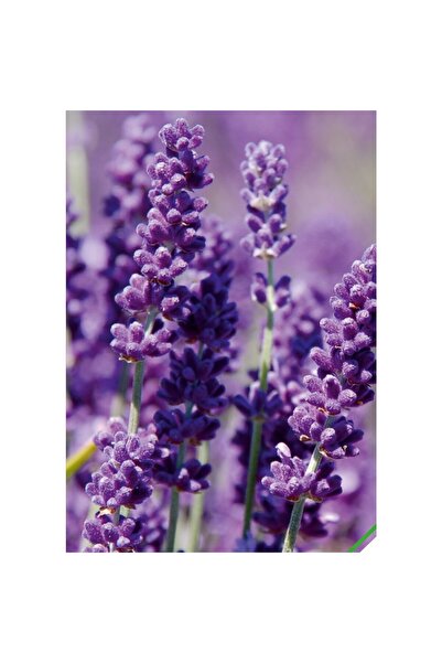 Arzuman Lavanta (Lavandula) Çiçek Tohumu 100 Adet
