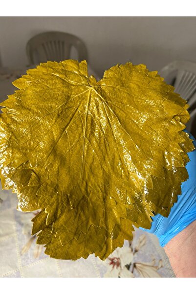 ERSA YAPRAK Meşhur Tokat Yeni Sezon Taze İnce Salamura Yaprak 5 Kg