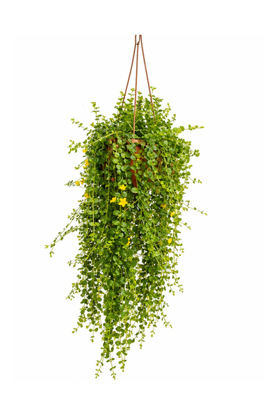 ERNAZ Sarı Kız Çiçeği (Lysimachia Nummularia) Askılı Saksıda Sarkıcı Bitki 40...
