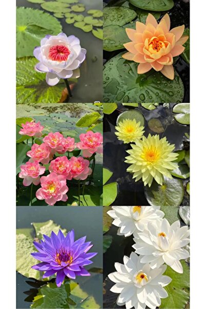 ZEYSEN TROPİKAL 15 Adet tohum Organik Lotus Su Çiçeği Tohumu Her Yerde Suda Y...