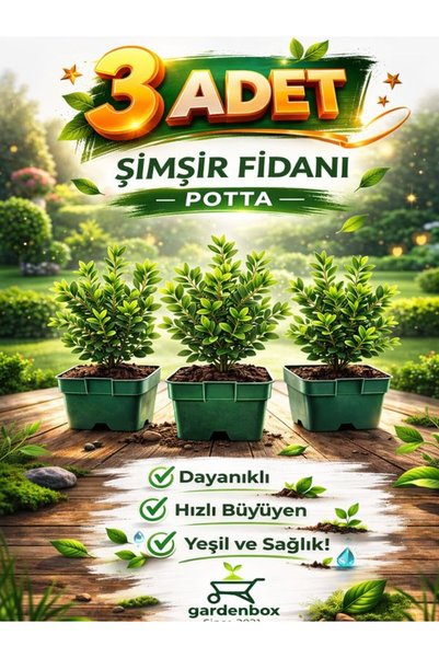 Nura Botanik Buxus sempervirens Şimşir Fidesi 3 Adet 10-20 cm – Sık Yapraklı Çit Bitkisi