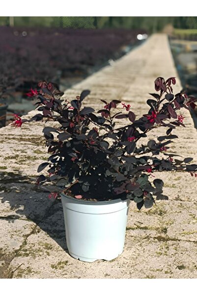 Flora Vadi Canlı Formlu Loropetalum (20-40 cm) 1 ADET Güneşe Dayanıklı Bahçe ...