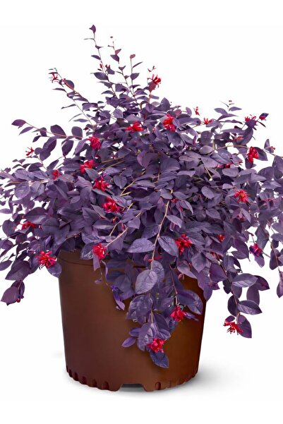 AnkaBahçe Loropetalum Rüya Çiçeği (20-40 cm) 1 ADET Saksılı