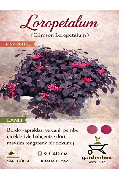 Flora Vadi Canlı Formlu Loropetalum (20-40 cm) Loropetalum chinense 1 ADET Pe...