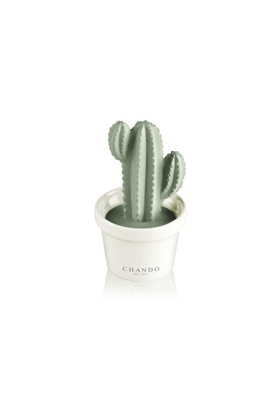 OEMS Succulent Bestfriend