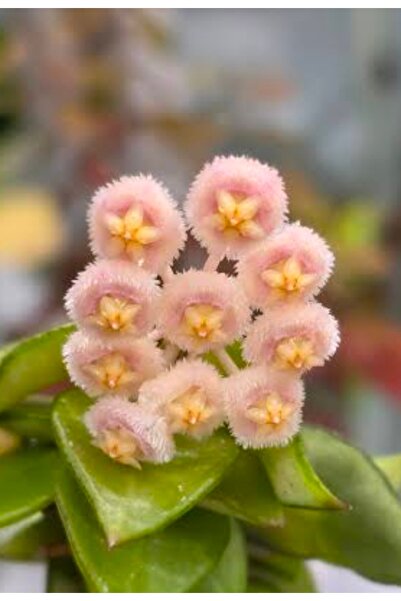 SİMAN BOTANİK Hoya Lacunosa Golden Flame Mum Çiçeği