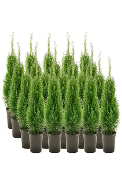 Serafina Σετ 20 τεμαχίων Θούγια Σμαράγδ, ύψος 60 εκ., Εντυπωσιακό και έντονο ...