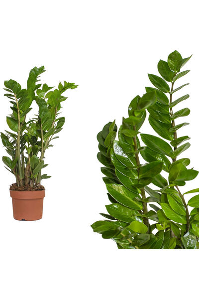 Serafina Ζαμιοκούλκας ζαμιίφολια, Υ 80 εκ.