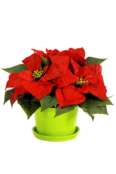 Serafina Χριστουγεννιάτικο φυτό, Υ 40 εκ.