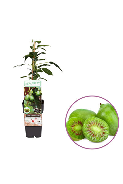 Serafina Μίνι Κίβι Ισάι, Υ 50 εκ.