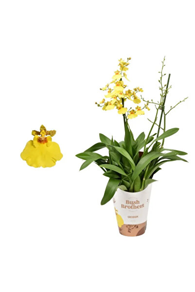 Serafina Μπουραγκεάρα Μπαρόκο κίτρινη ορχιδέα, φυτό σε γλάστρα 50 εκ.