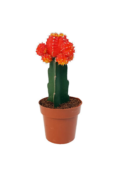 Serafina Κάκτος Γυμνοκάλυκας μείγμα, Υ 15 εκ.