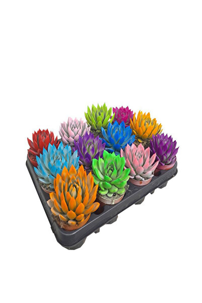 Serafina Εχεβερία Παχύφυτο χρωματιστό, Υ 25 εκ.