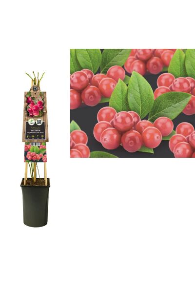 Serafina Ροζ-κόκκινο μύρτιλο, Vaccinium Macrocarpon, Ύψος 50 εκ.