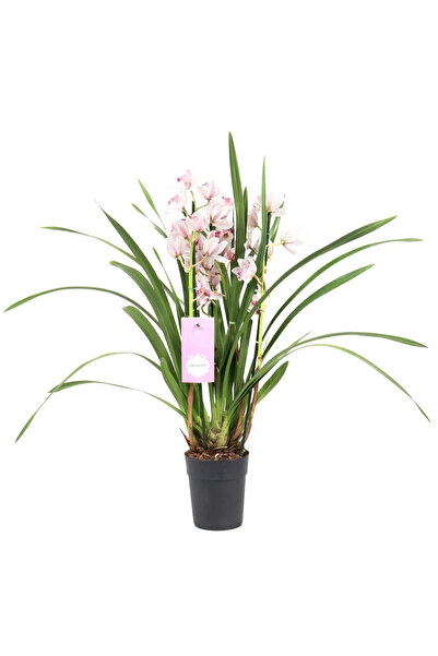 Serafina Ορχιδέα Κυμβίδιου, λευκό-ροζ 70 εκ.