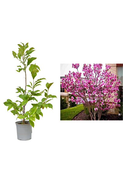 Serafina φυτό Μανόλια Σούζαν, Υ 75 εκ.