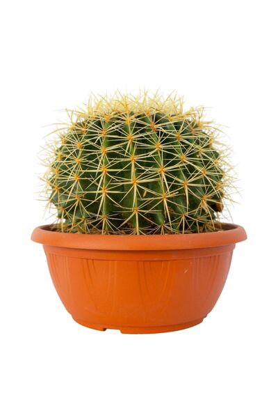 Serafina Echidocactus grusonii cactus, H 25-33 cm