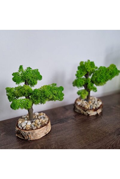 Handmade Bonsai in pot birch
