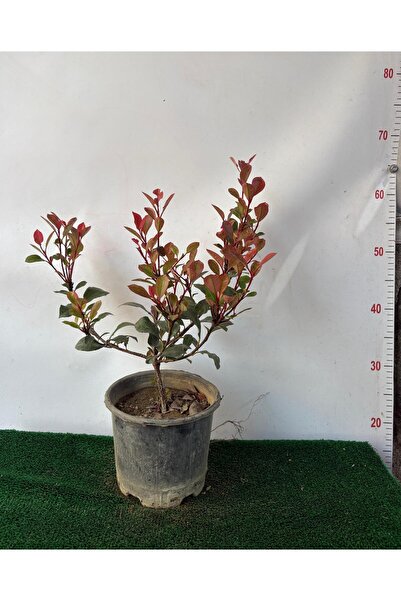 AFYONDOĞAPEYZAJ BODUR ALEV ÇALISI ( Photinia fraseri 'Little Red Robin') 2CLT...