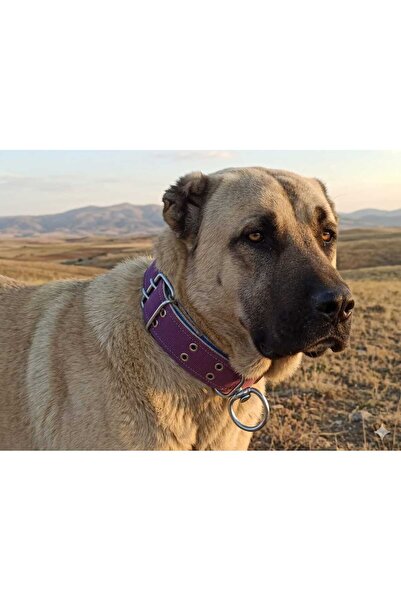 Büyük Irk Yetişkin Köpek Tasması 80x5 Cm