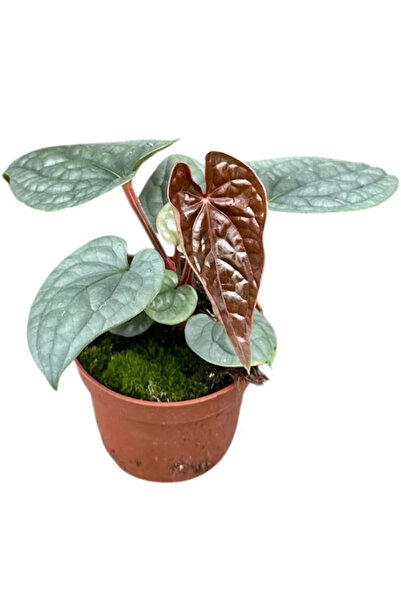 Eufloria Ανθούριο λουξουριάνσς Ø10.5εκ.