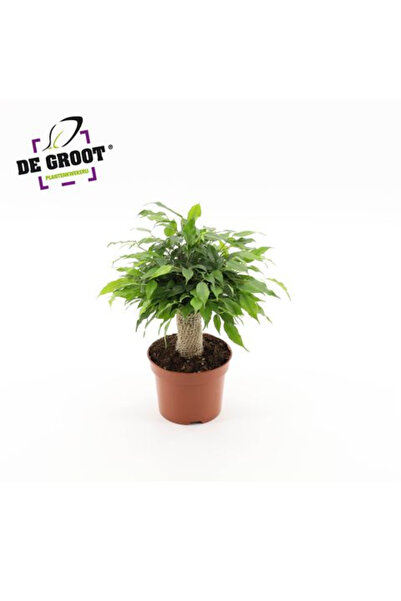 Eufloria Φίκος μπεντζάμινα 'Γκριν Κίνκι' Ø12εκ.