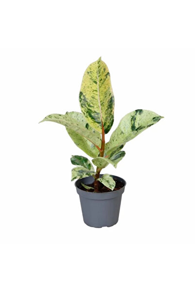 Eufloria Φίκος ελαστικός 'Σιβερεάνα' Ø6εκ.