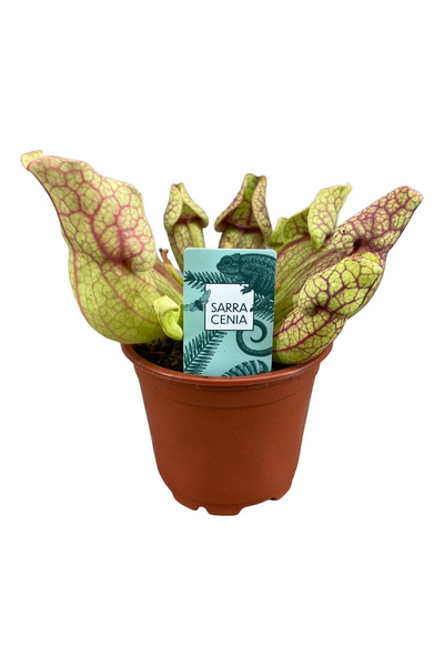 Eufloria Sarracenia venosa O8,5cm