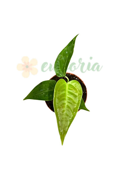 Eufloria Ανθούριο Veitchii 'Στενή Φόρμα' Ø8εκ.