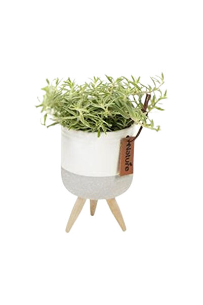 Eufloria Indoor Plant in Nature Pot V4