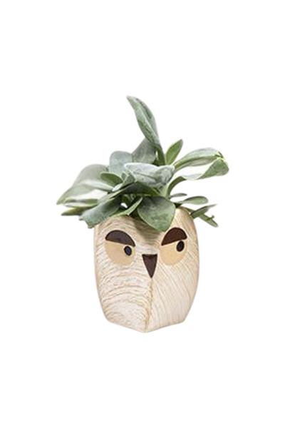 Eufloria Φυτό εσωτερικού χώρου σε ξύλινη γλάστρα κουκουβάγιας v4