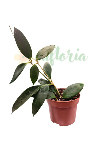 Eufloria Hoya sp. Νησί Φλόρες UT038 Ø10.5εκ.