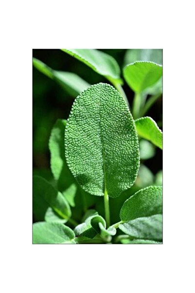 Mimoza Tıbbi Adaçayı Salvia Officinalis 15  25 cm