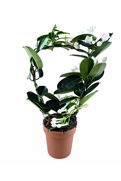 ERNAZ Madagaskar Yasemini Kokulu (Stephanotis floribunda) Dekoratif Canlı Bitki