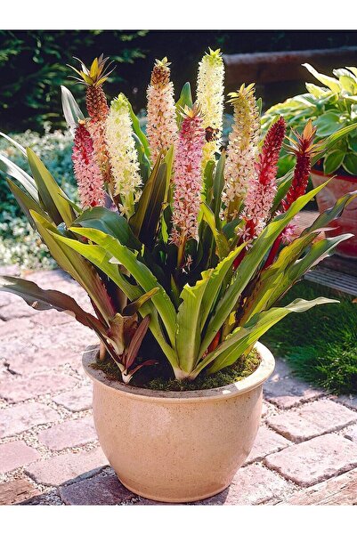 Eucomis Comosa Ananas Sonbahar Zambağı Çiçeği Soğanı (1 adet )