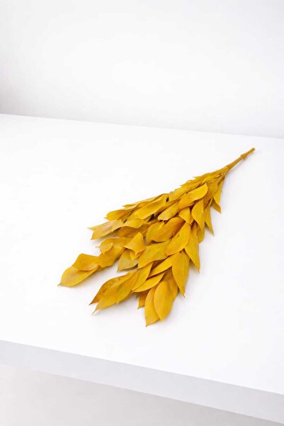 Birlik Ruskus Şoklanmış Sarı 40-45 cm