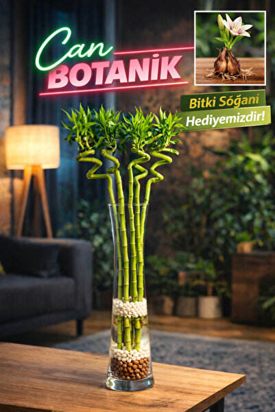 CANBOTANİK ŞANS BAMBUSU 5 ADET 80 CM HOLLANDA'DAN İTHAL KOYU YEŞİL +bitki Soğ...