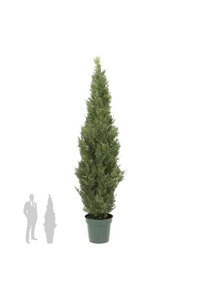 Roberto Rossi Planta artificiala Juniperus 180 cm