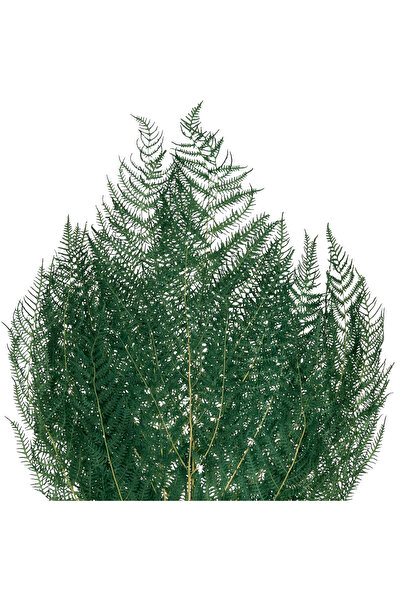 Roberto Rossi Frunze conservate de feriga H40-50 cm. verde deschis