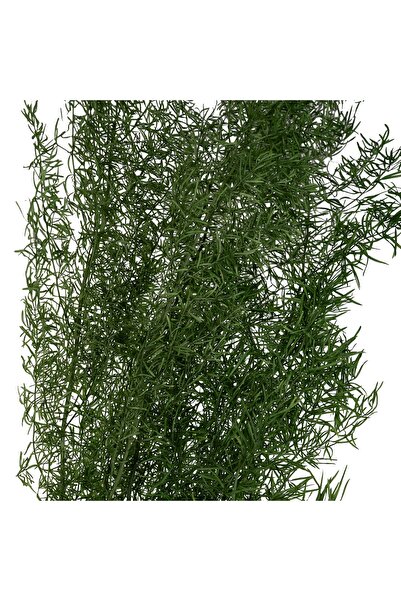 Roberto Rossi Crenguta conservata de Asparagus sprengeri H50-80cm. verde broc...