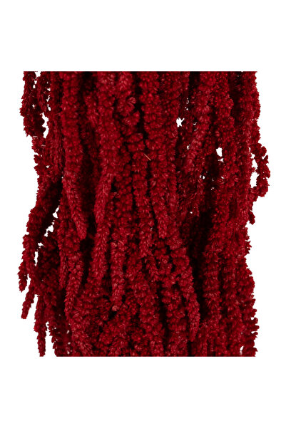 Roberto Rossi Crenguta conservata de Amaranthus H40-70 cm. burgundy
