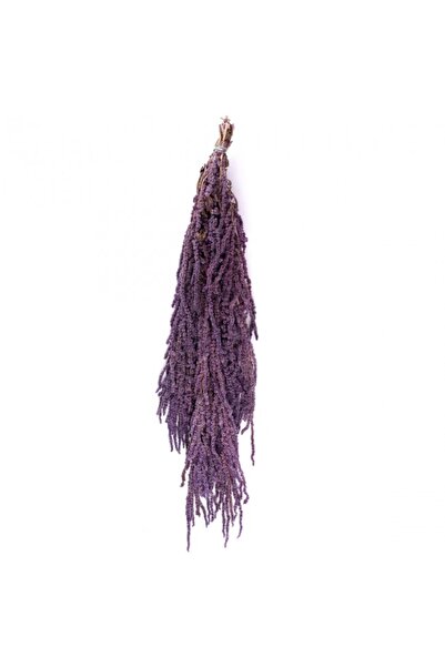 Roberto Rossi Crenguta conservata de Amaranthus H40-70 cm. mov